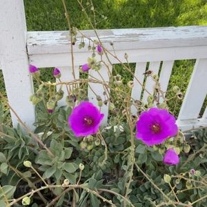 Meet your Posher, Chantal